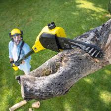 Best Lawn Disease Treatment  in Harlem, GA