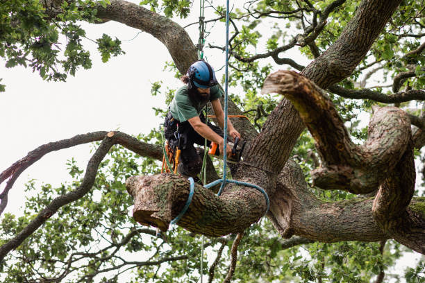 Best Utility Line Clearance  in Harlem, GA